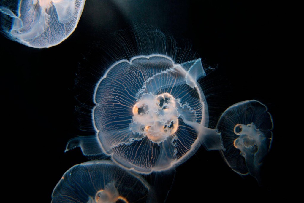 01moonjellyfish.adapt.1900.1