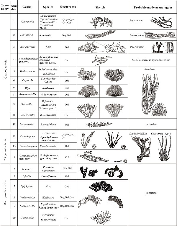 塔里木盆地奥陶纪钙化蓝细菌化石,可能的钙化蓝细菌及相关钙质疑问微体化石,及其现代可对比物(名称字体加粗的属种是在奥陶纪的首次发现)