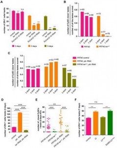 SUMOylation直接调控成体果蝇精巢CySC中的Hh信号通路以及CySC的干性