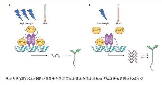 隐花色素如何影响植物生长 沙鸥科报