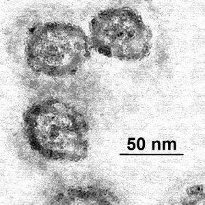 Em_flavavirus-HCV_samp1c