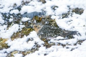 Fig. 1: Red knots used to incubate their eggs in the Arctic snow in order to optimally time the hatch date of their chicks relative to the insect food peak. Nowadays, red knots have a hard time keeping pace with the rapidly advancing onset of Arctic summer (© Jan van de Kam)