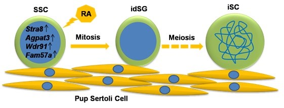 小鼠精原干细胞(SSC)在RA和Sertoli Cell的作用下形成诱导分化型精原细胞(idSG)和 正在进行减数分裂的诱导型精母细胞(iSC)