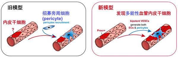 血管生长的两种模型