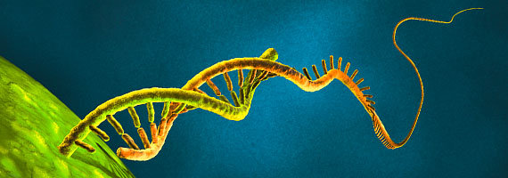 mRNA_CMY_N_E_L_000b