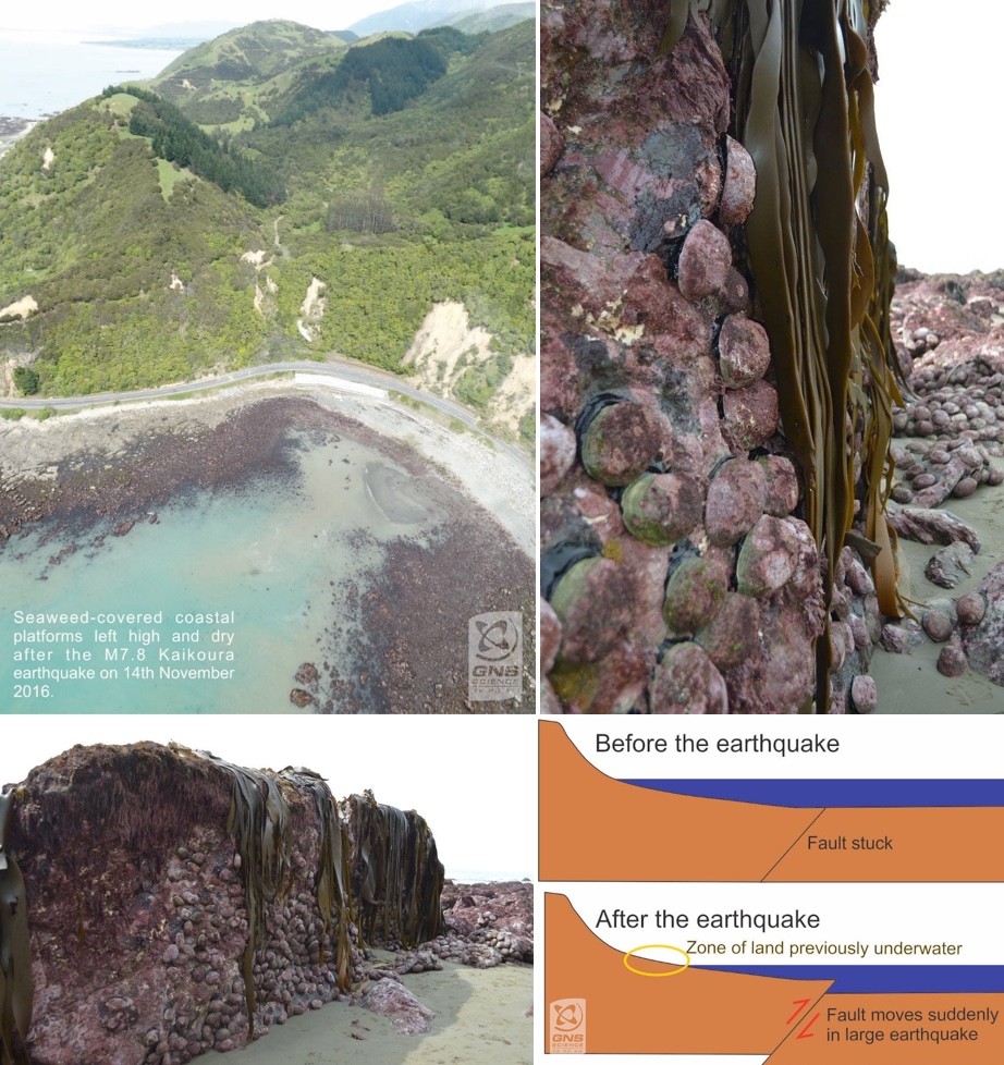 图11:Waipapa海湾海床抬升造成大量鲍鱼出露海面(右上及左下角),及其机制解释(右下角)(来源: GNS)