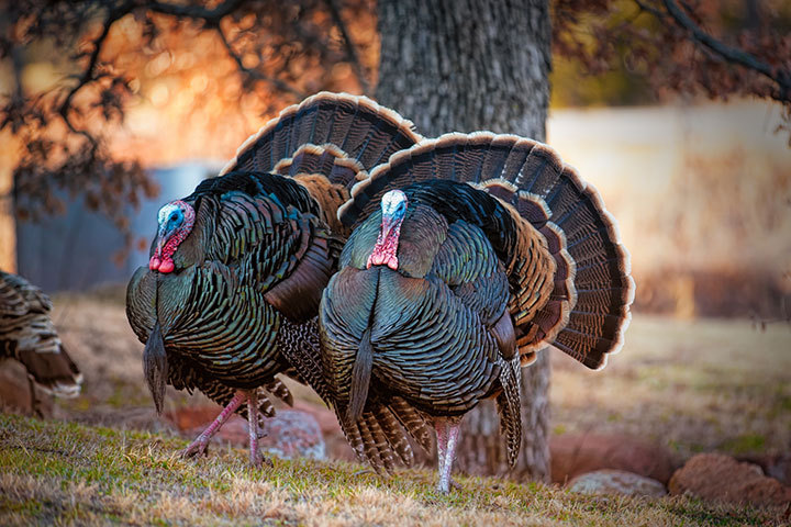 turkey-study-photo-3x2