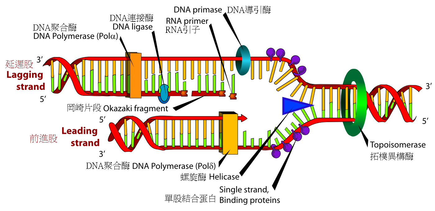 参与DNA复制叉工作的许多酶(转自wikipedia)