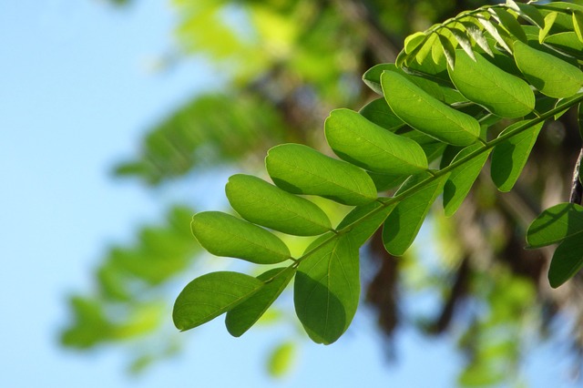 leaf-1780101_640