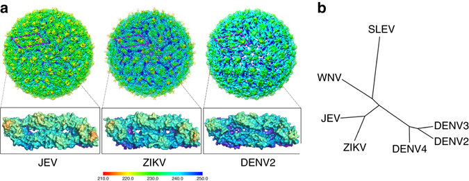三种病毒(JEV , ZIKV23 和DENV2)结构对比