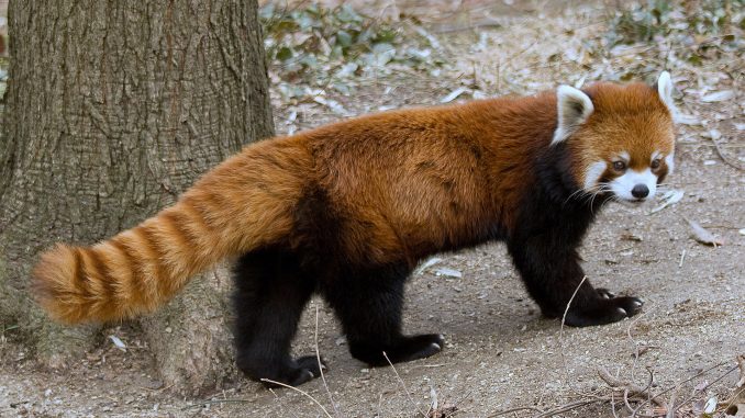 小熊猫/Wikipedia