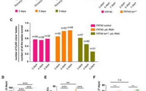 SUMOylation如何维持果蝇精巢干细胞稳态的新功能