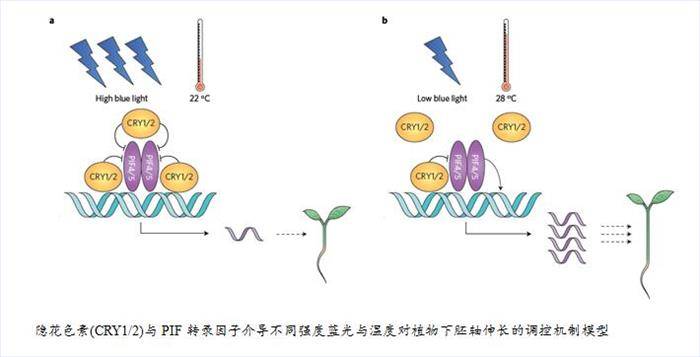 隐花色素如何影响植物生长 沙鸥科报