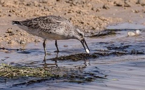 Shrinking shorebird pays the bill for rapid Arctic warming while wintering in the tropics
