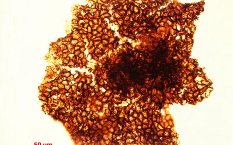 中国华北发现距今15.6亿年前地球上最早的大型多细胞生物化石群