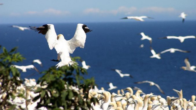 西沙群岛海鸟的图片图片