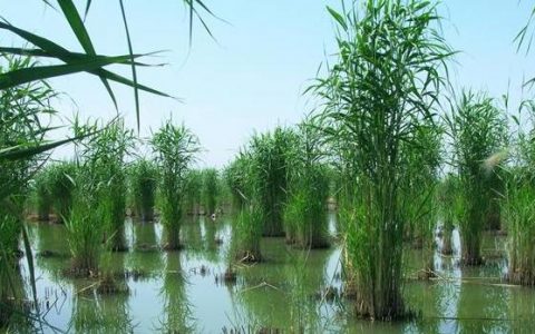 全球湖泊水生植被加剧退化 | 中国一周科技速览 #170917