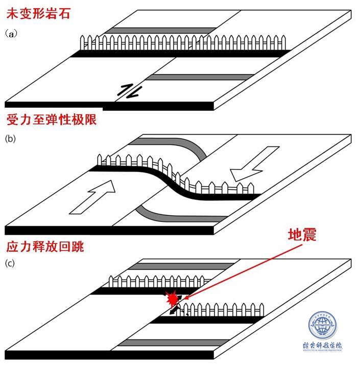 跨圣安德烈斯断层的篱笆当断裂弹性回跳时造成的结果。(a)篱笆垂直穿过断层,地震前未发生形变。(b)构造力作用下横过断层的篱笆发生弯曲,两侧向相反方向移动;(c)在应变最大处发生破裂。