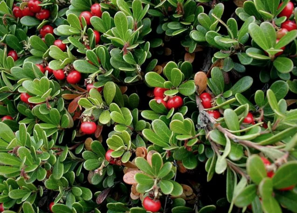 现今苔原气候带的植物:Bearberry