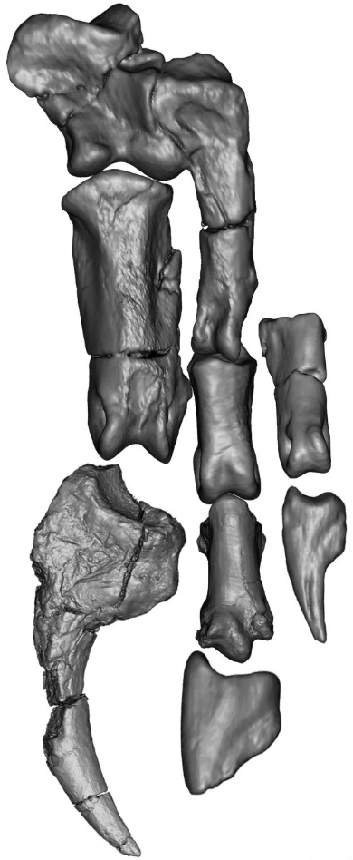 乌拉特半爪龙(Bannykus wulatensis)形态奇怪的手部(徐星供图)