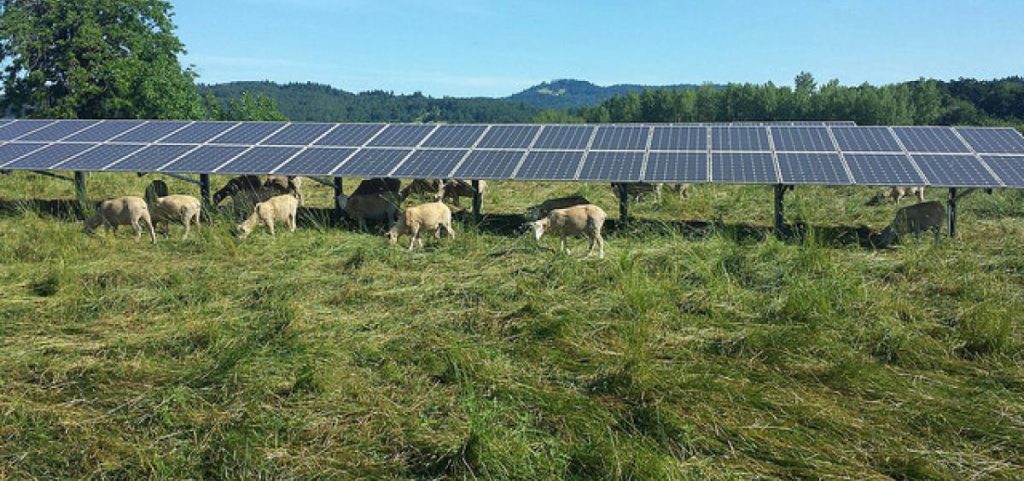 sheep_grazing_under_array_2