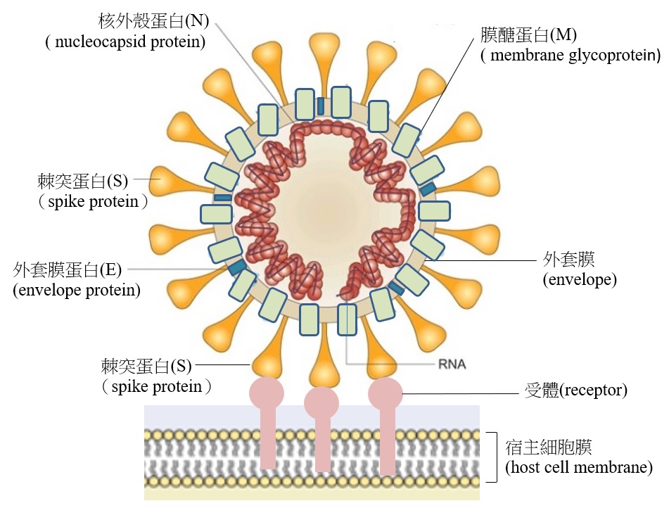 什么是冠状病毒 ? 专业学者解释不同的 冠状病毒