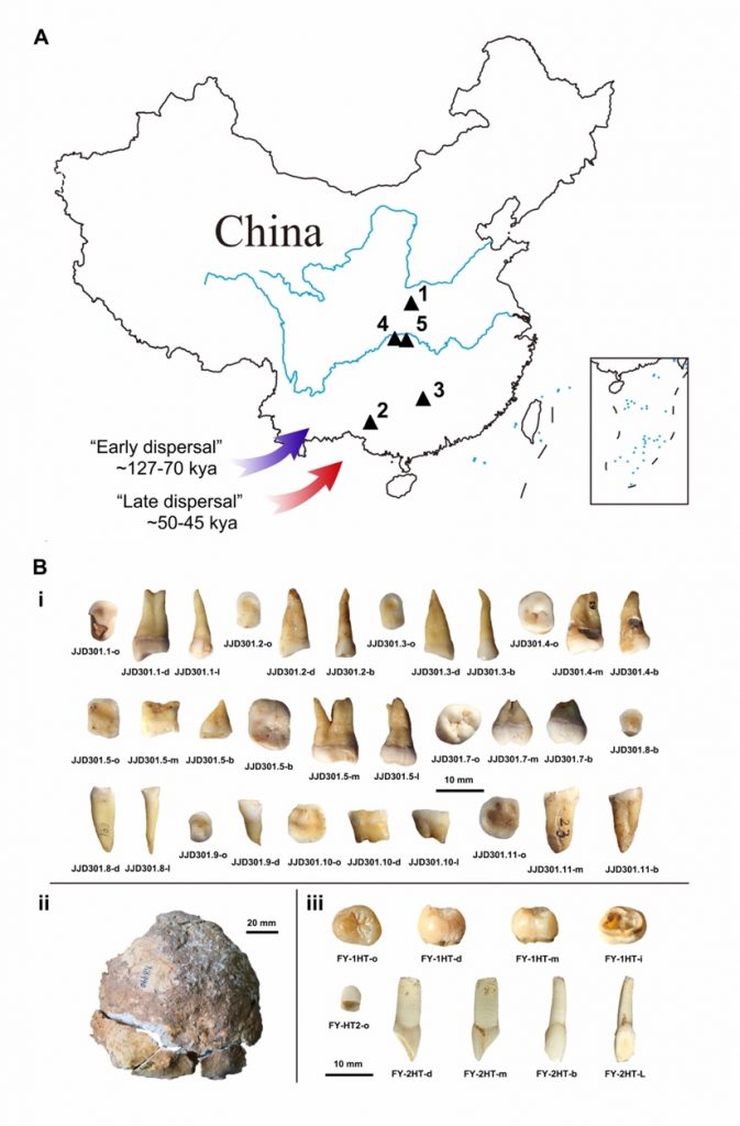 最新测年结果显示,早期现代人在中国出现的时间晚于5万年