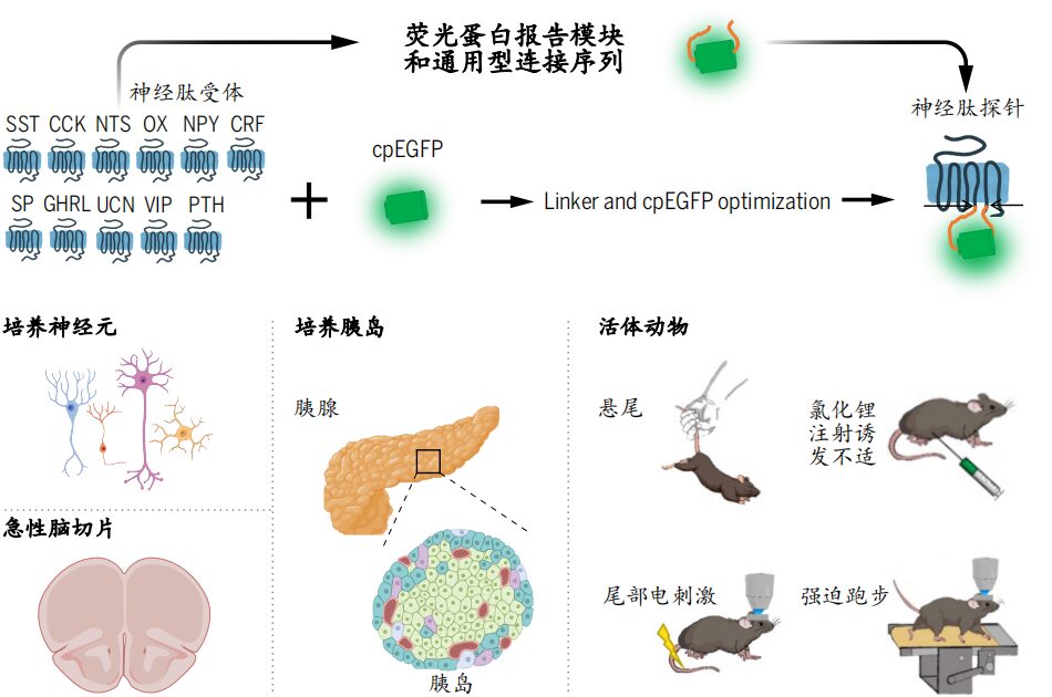 2023年度中国生命科学十大进展