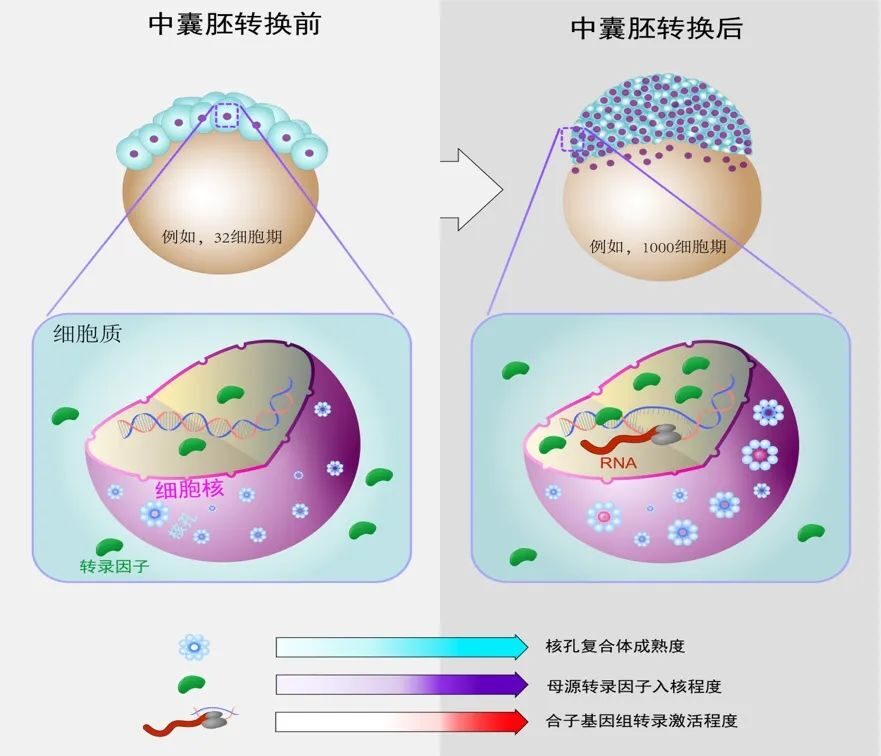 2023年度中国生命科学十大进展