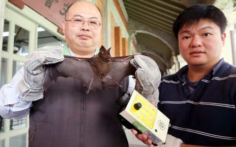 视频 | 科学家解密台湾蝙蝠迷航之谜